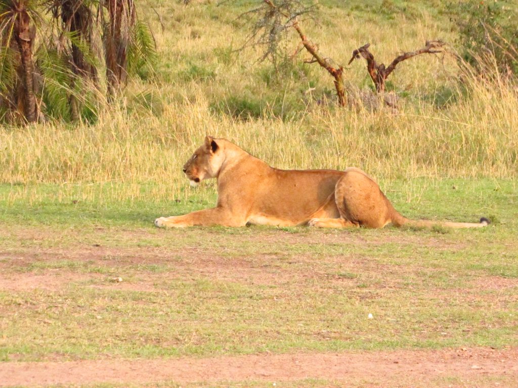 Safari Destinations in Tanzania