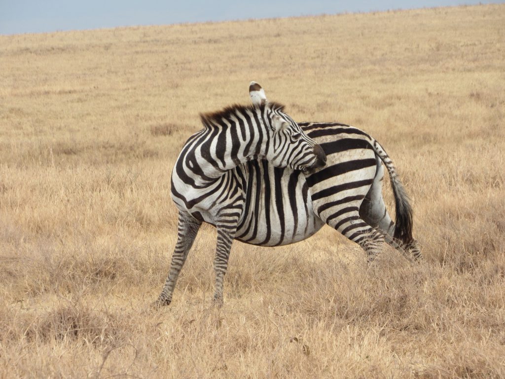 Vacation in Serengeti