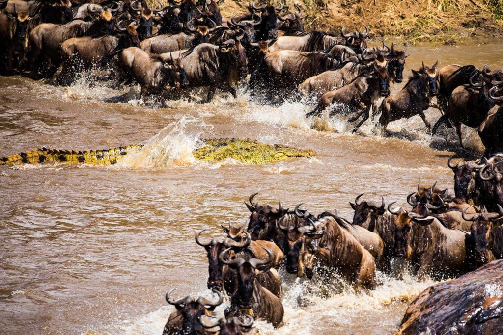 Wildebeest Journey Fly out Serengeti