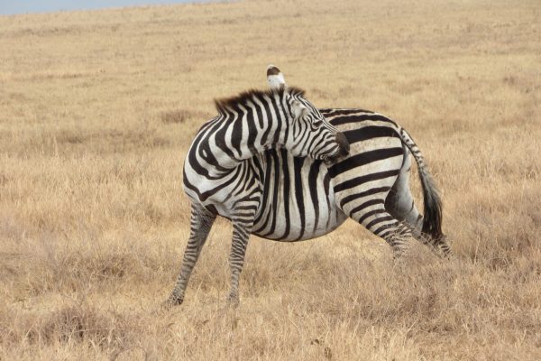 Vacation in Serengeti